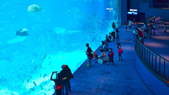 Vé vào sea aquarium singapore